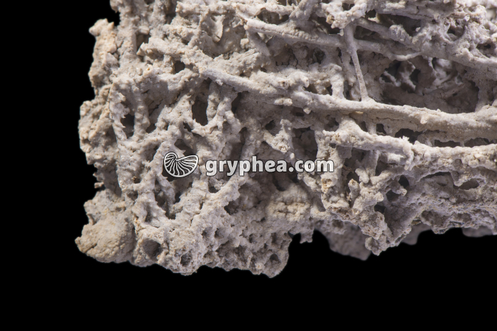 Tuf (détail) - gryphea.org